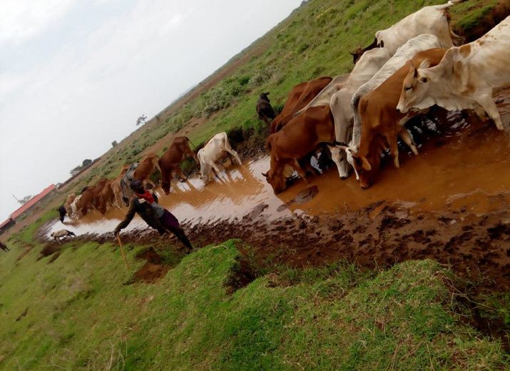 10 vaches pour le Village Massaï Olasiti (Kenya)