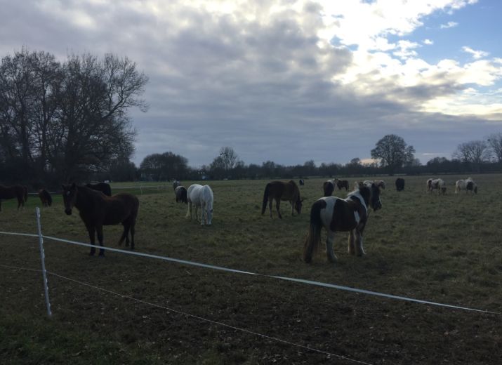 Retraites et soins des vieux poneys
