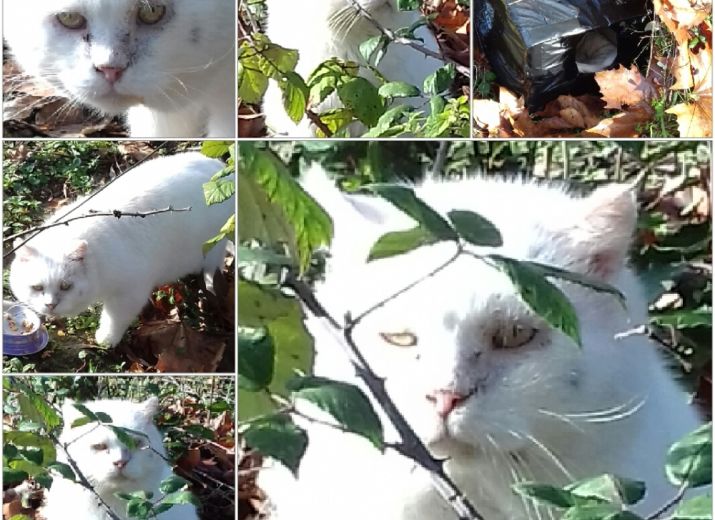 Stérilisation chat gratuite toulon
