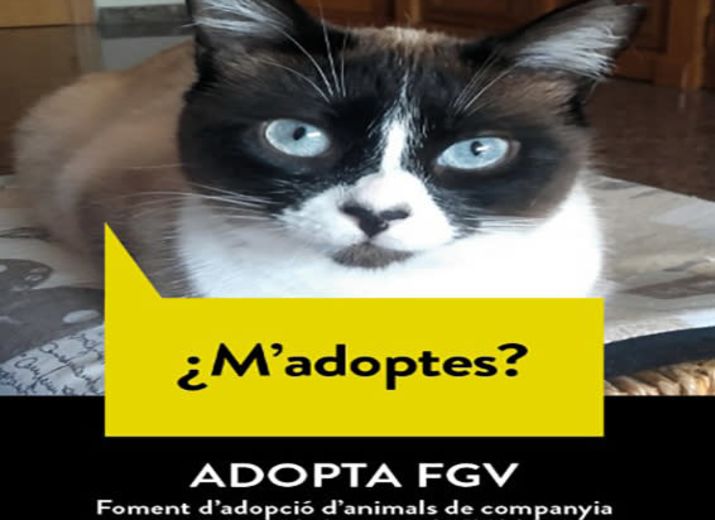 ADOPTA FGV