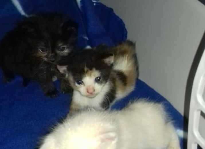 Stérilisation chat gratuite dijon
