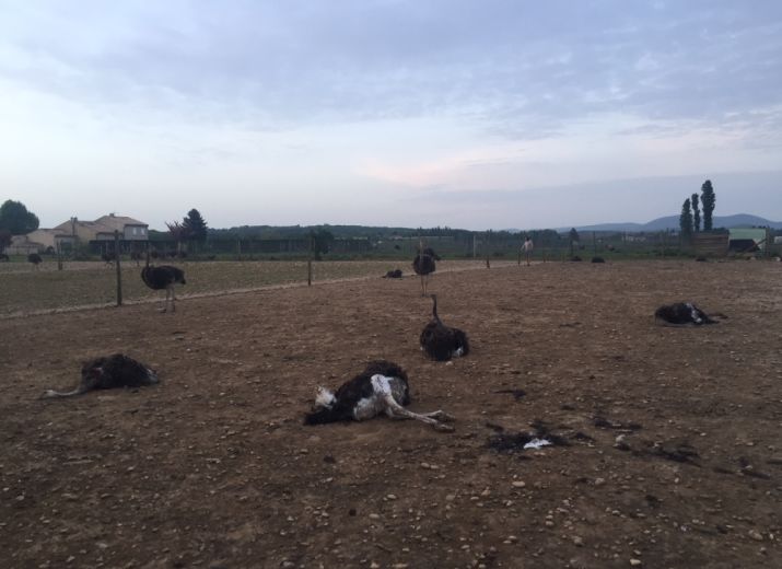 Soutien Ferme de l'Autruche Drômoise