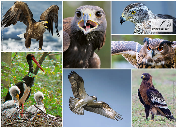 Support These Wonderful Birds