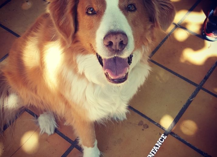 Sauver Dubaï, chien de médiation Résilienfance