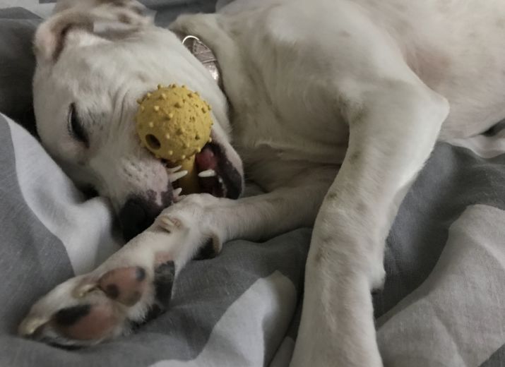 Opération chirurgicale pour mon chien