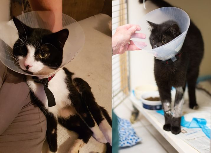 Dank OP zurück ins Leben - Bitte helfen Sie BamBam und Felix mit einem Kostenzuschuss