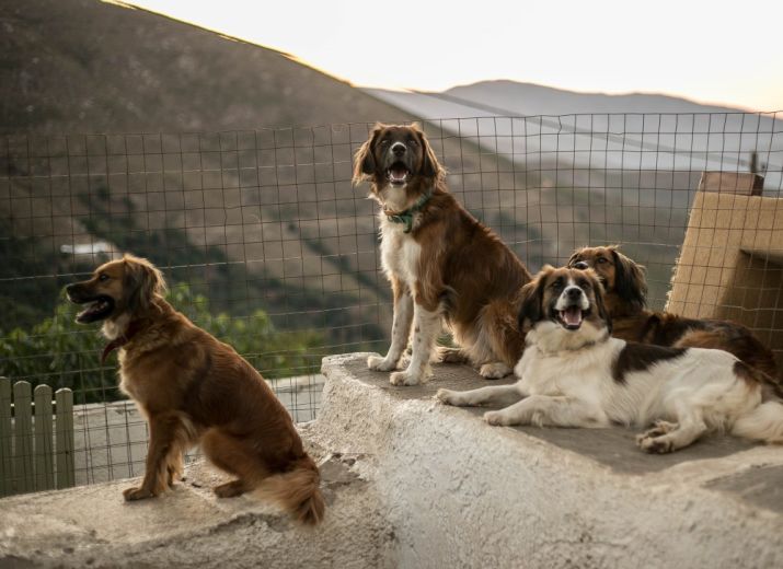 Greek Animal Rescue