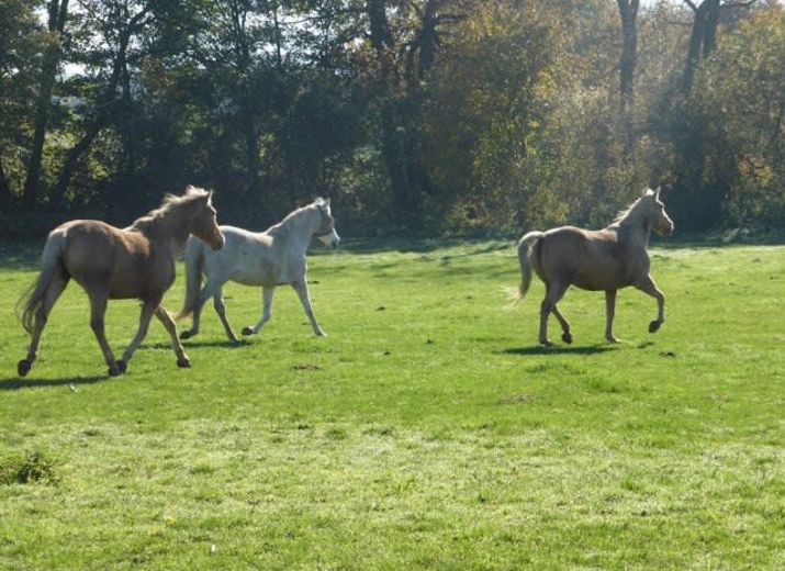 Au bonheur des vieux chevaux