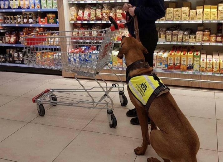 auf eigenen Beinen mit Unterstützung eines Hundes stehen