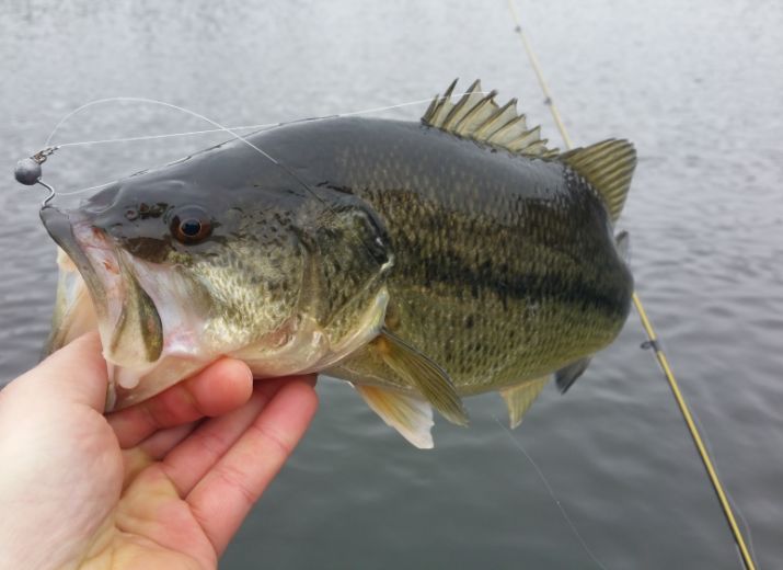 Du black-bass en Corrèze