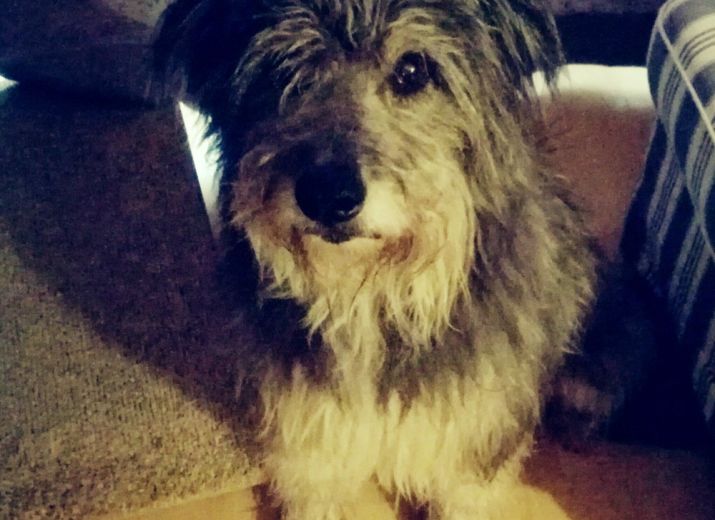 Hilfe für Ourys Doggo