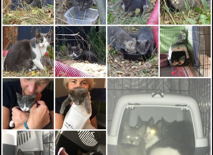 Aide à la stérilisation et au sauvetage de chats errants par une bénévole confirmée