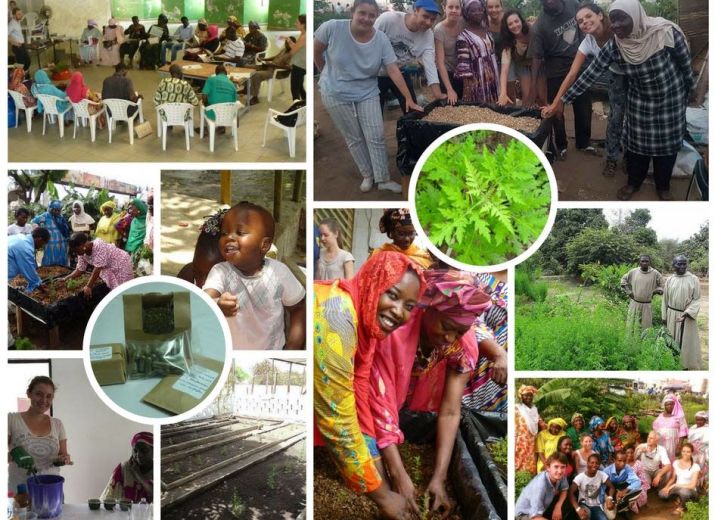 Projet MYLAA 2019 : une plante pour lutter contre le paludisme