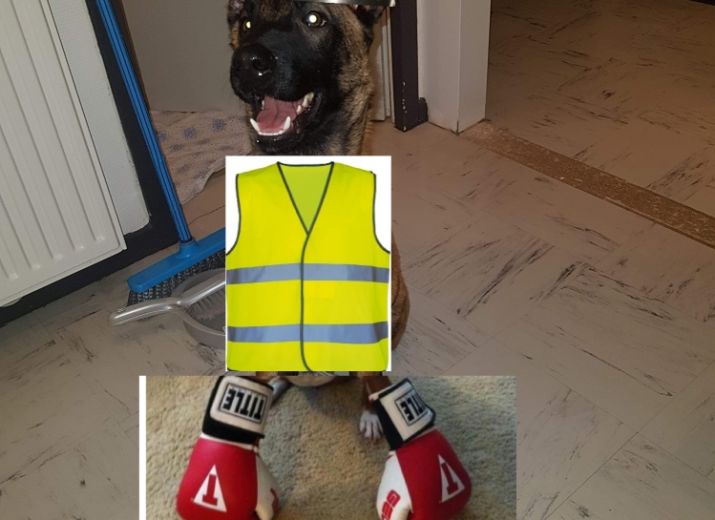 Soins véto animaux maltraités