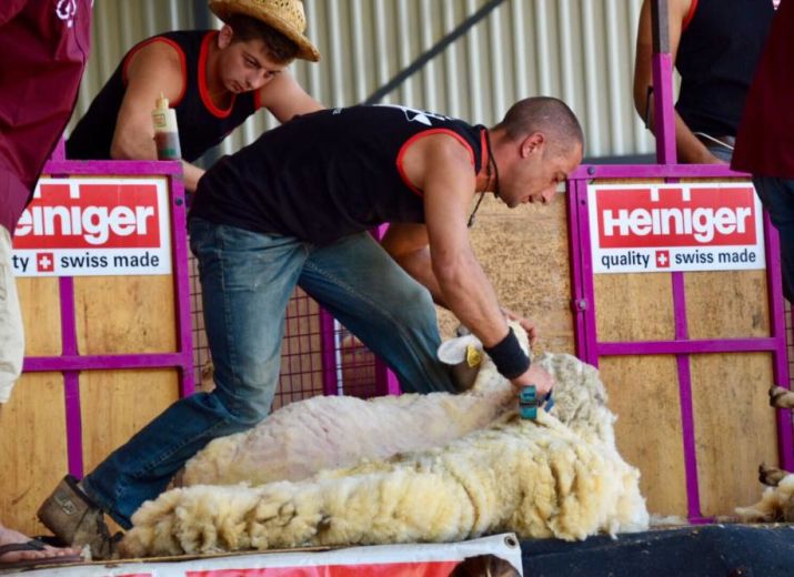 Mondial de tonte de moutons