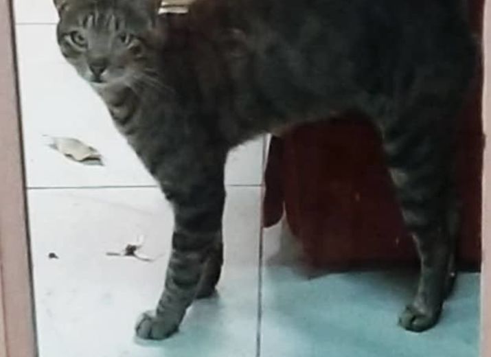 Stérilisation chat gratuite marseille