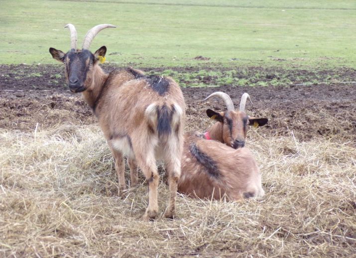 Un toit pour les chèvres et moutons