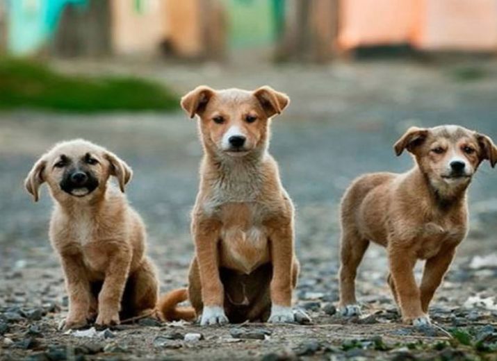 Bote : Cuidado de Mascotas Abandonadas Venezuela - Leetchi.com