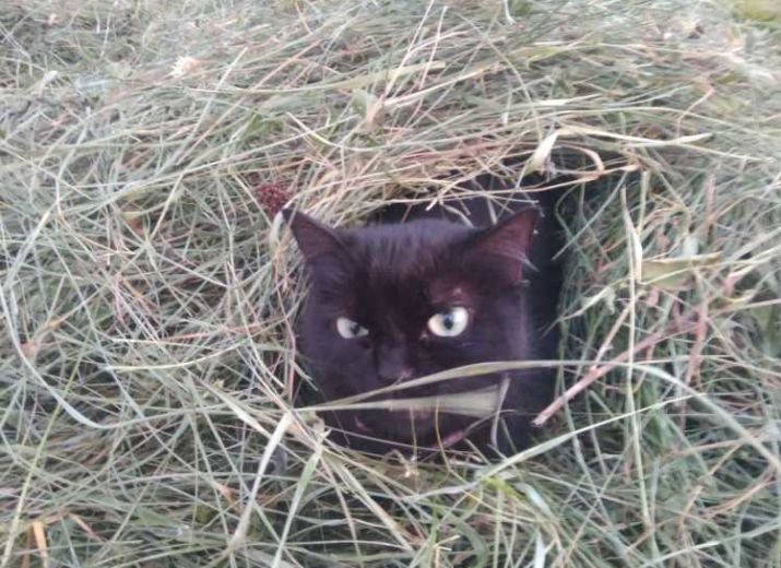 ma chatte noire pics