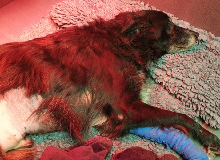 Cagnotte Pour Payer La Clinque Vétérinaire De Notre Jules