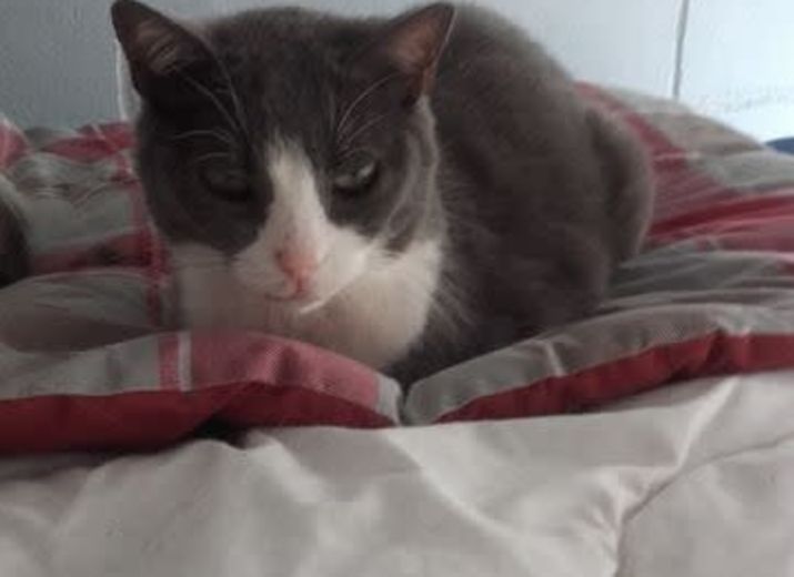 Cagnotte La Douce Minie Nee Sous Une Mauvaise Etoile A Besoin D Aide Leetchi Com Cagnotte La Douce Minie Nee Sous Une Mauvaise Etoile A Besoin D Aide Leetchi Com