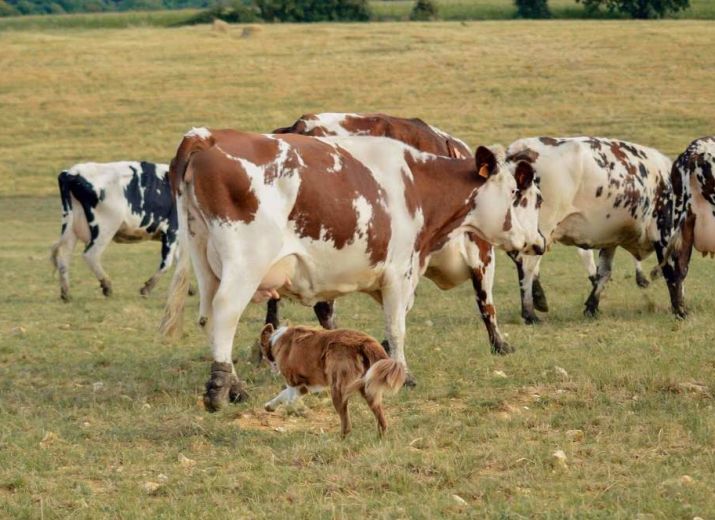 Jeune agriculteur en détresse