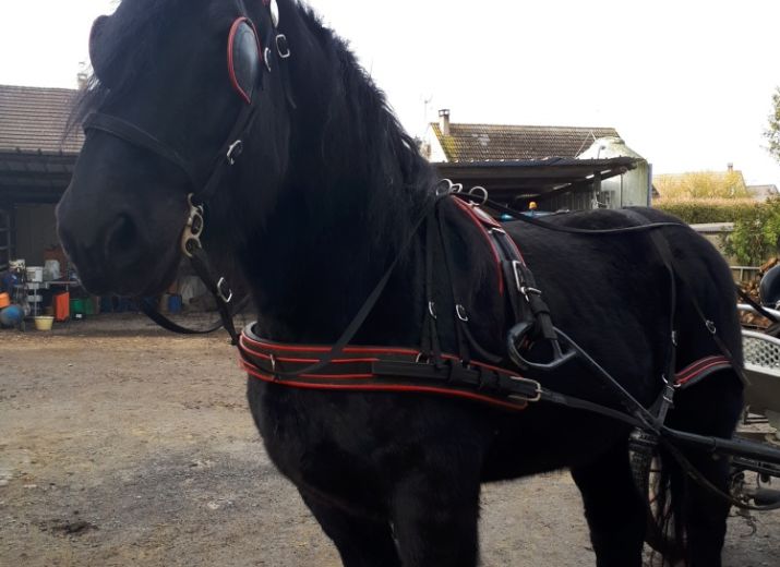 un cheval de trait à la Ferme