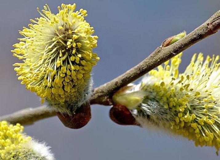 Abeilles des 3 rivières