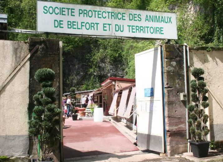 le refuge SPA de Belfort a besoin de vous