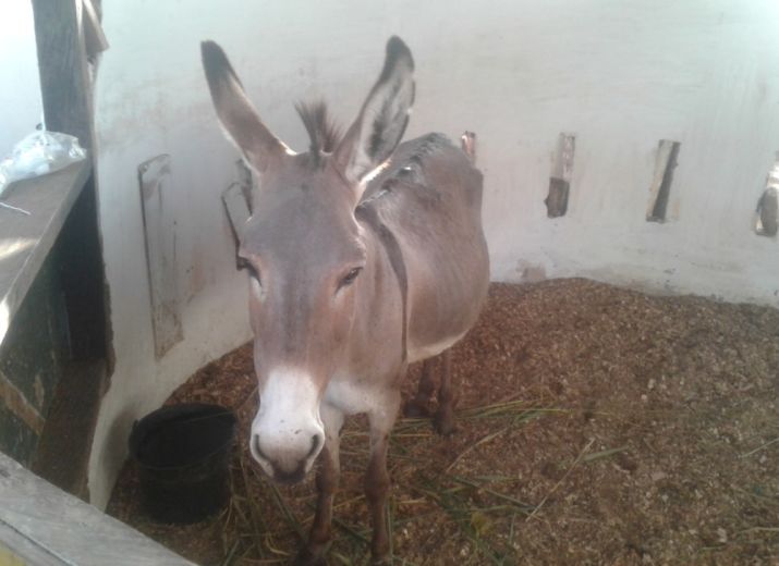 Ferme pédagogique au Togo