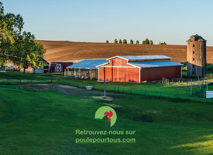Reconstruire Poule Pour Tous