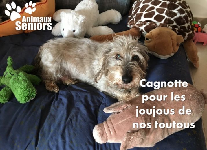 CAGNOTTE POUR LES JOUJOUS DES TOUTOUS
