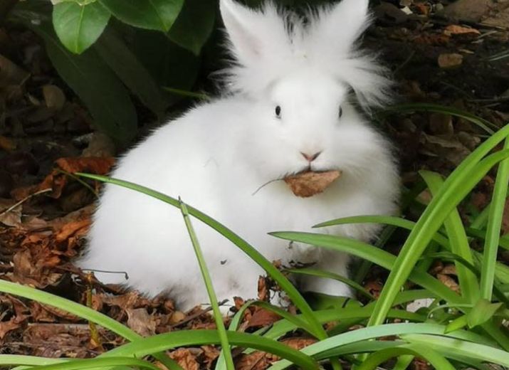 Kaninchen In Not Kaninchen In Not