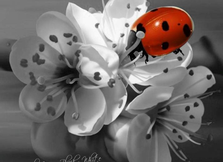 LadyBird, micro ferme écologique, entomologique et pédagogique