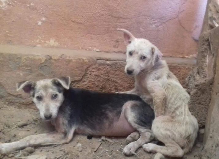 Nourriture pour les chiens d’Agadir
