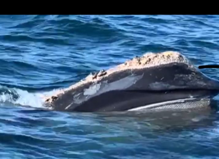 MOGUL la baleine