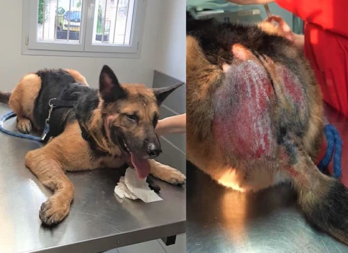 Cagnotte Osiris Berger Allemand De 14 Mois Maltraité