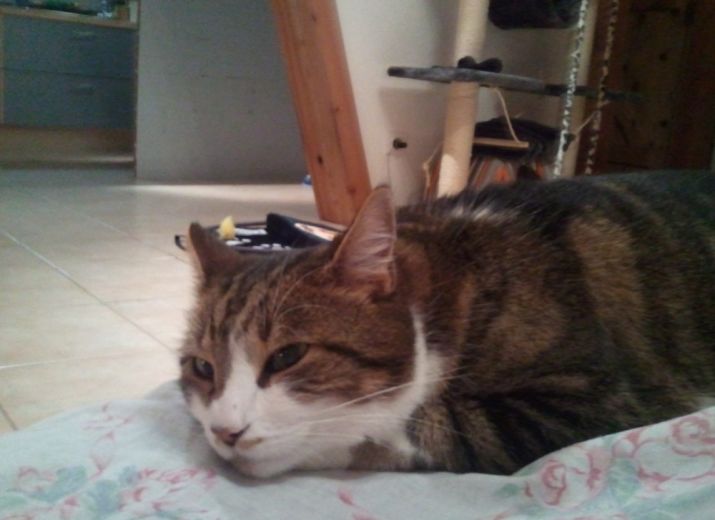 Cagnotte Urgent Mon Chat Moby A Un Cancer Leetchi Com Cagnotte Urgent Mon Chat Moby A Un Cancer Leetchi Com