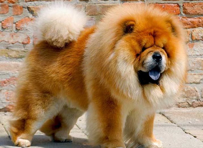 chow chow cost