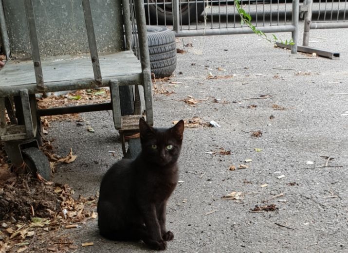 Les chats de Bagnolet