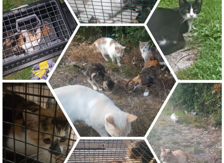 Money Pot Association Les Pattes De L Espoir Help Pour Aider A Steriliser Sur Un Site Une Vingtaine De Chats Pour Arreter La Proliferation Leetchi Com