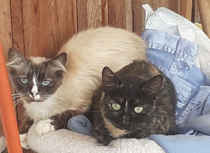 SOS pour les chats du refuge La Ferme des Rescapés