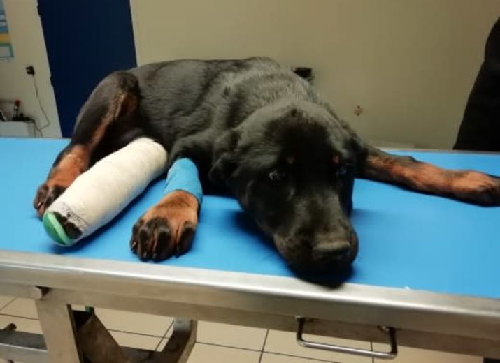 Cagnotte : Aide pour lu0027opération de Lucky qui a évité lu0027euthanasie 