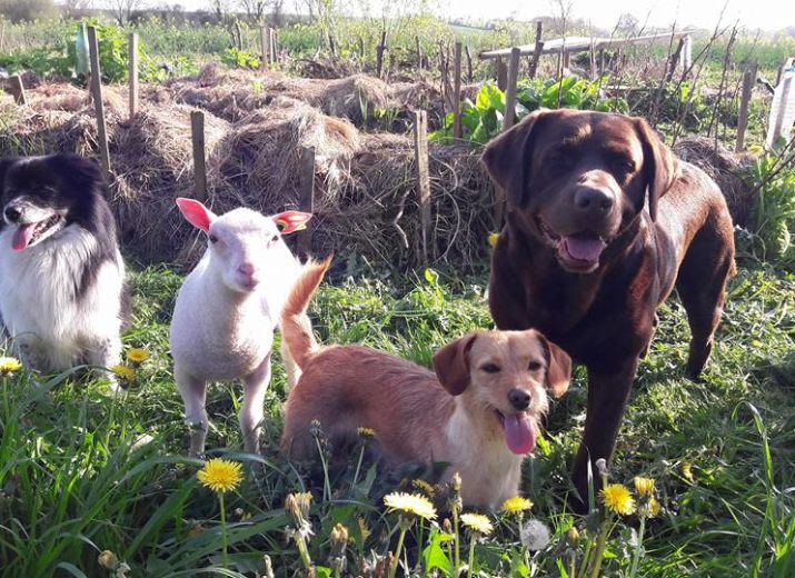 Aide pour les animaux de la Cour des Aulnays