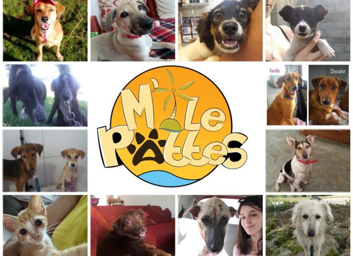 Organisation de campagnes de stérilisation de chiens et chats errants à l’Île Maurice
