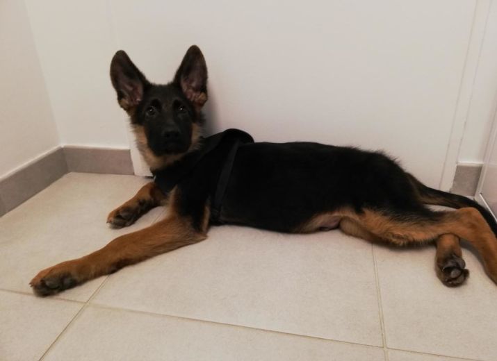 BOSCO, sauvé d'un salon du chiot