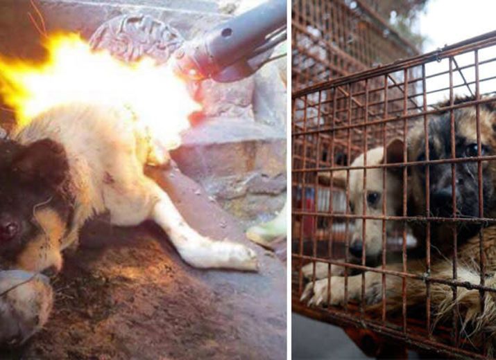 Cagnotte Construction d'un refuge pour animaux