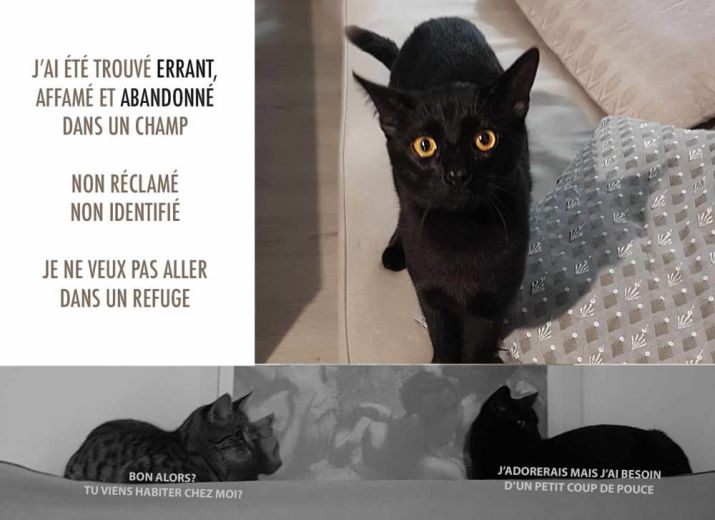 Cagnotte Une Famille Pour Un Petit Chat Abandonne Leetchi Com