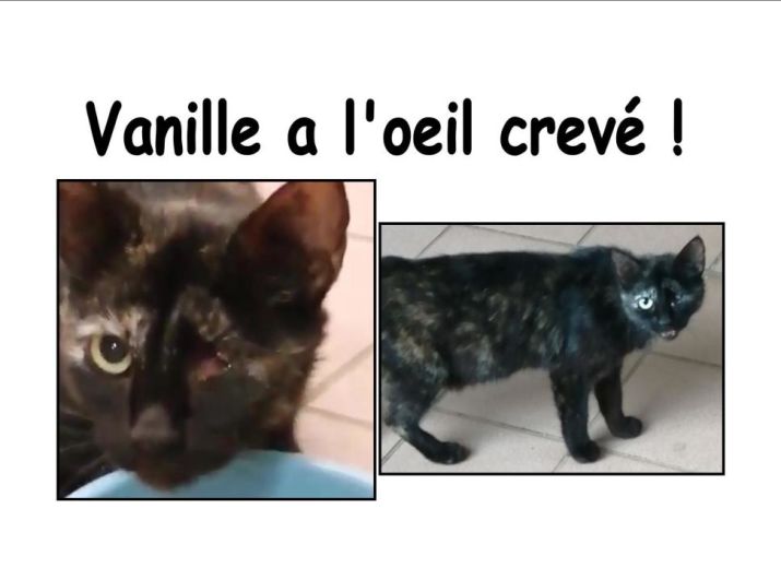 Cagnotte Vanille Leetchi Com Cagnotte Vanille Leetchi Com