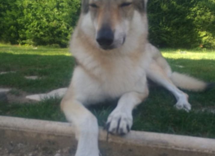 Pour Walko